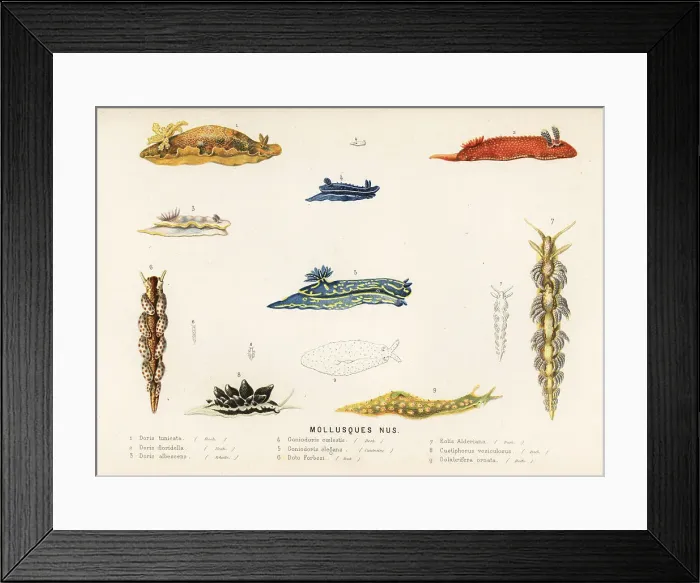 Framed Print : Sea slug mollusc species Framed Print : Sea slug mollusc species