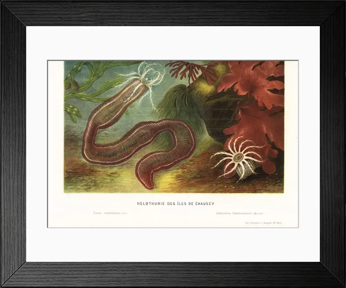 Framed Print : Sea cucumber, bladderwrack and algae Framed Print : Sea cucumber, bladderwrack and algae