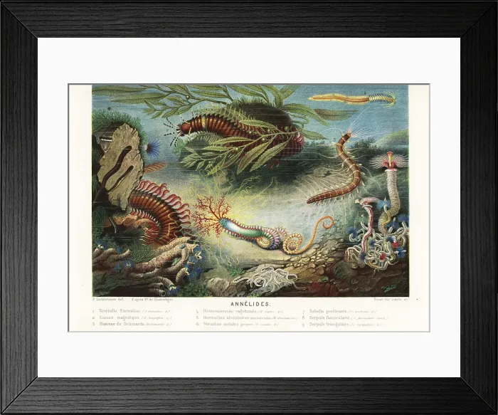Framed Print : Types of annelids or marine segmented worms Framed Print : Types of annelids or marine segmented worms
