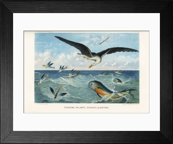 Framed Print : Flying fish, sea bream and albatross Framed Print : Flying fish, sea bream and albatross