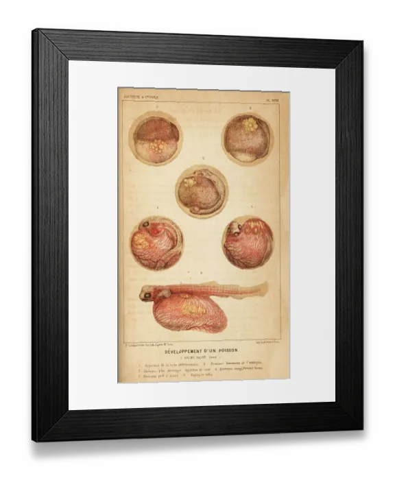 Framed Print : Fish development, Atlantic salmon, Salmo salar Framed Print : Fish development, Atlantic salmon, Salmo salar