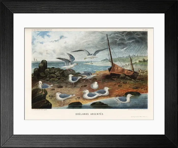Framed Print : European herring gulls, Larus argentatus Framed Print : European herring gulls, Larus argentatus