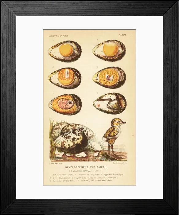 Framed Print : Development of a bird, European golden plover Framed Print : Development of a bird, European golden plover