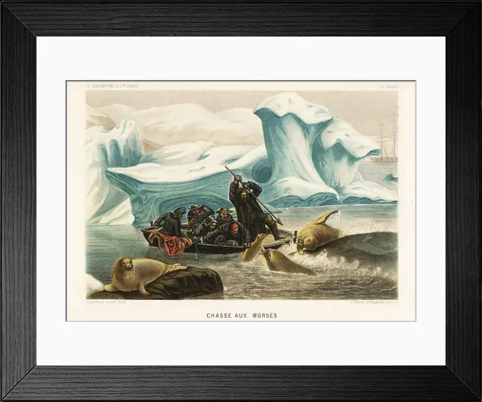 Framed Print : Hunting walrus, Odobenus rosmarus, in the Arctic ice floes Framed Print : Hunting walrus, Odobenus rosmarus, in the Arctic ice floes