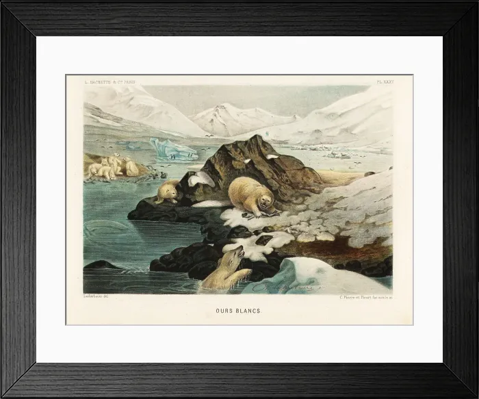 Framed Print : Polar bears hunting seals in an Arctic landscape Framed Print : Polar bears hunting seals in an Arctic landscape