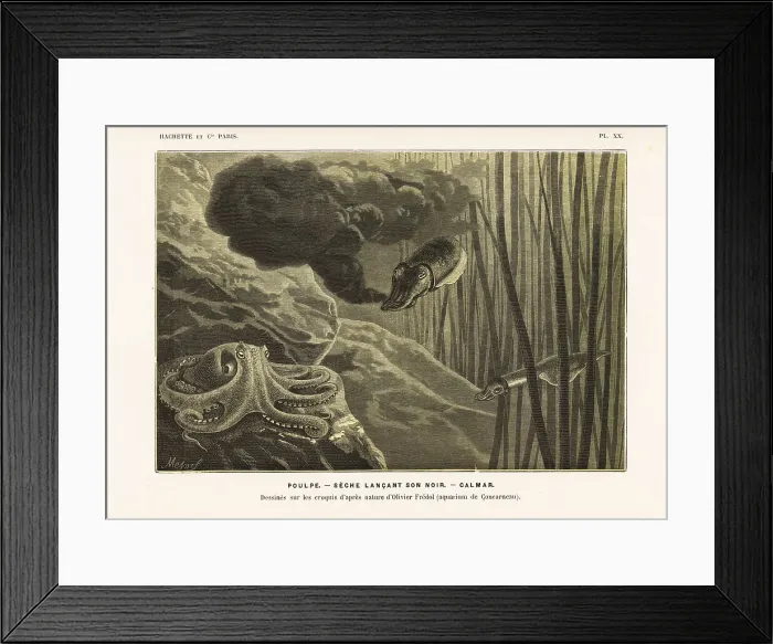Framed Print : Octopus, squid and cuttlefish squirting ink Framed Print : Octopus, squid and cuttlefish squirting ink