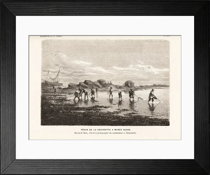 Framed Print : Shrimpers fishing for shrimps with nets at low tide Framed Print : Shrimpers fishing for shrimps with nets at low tide