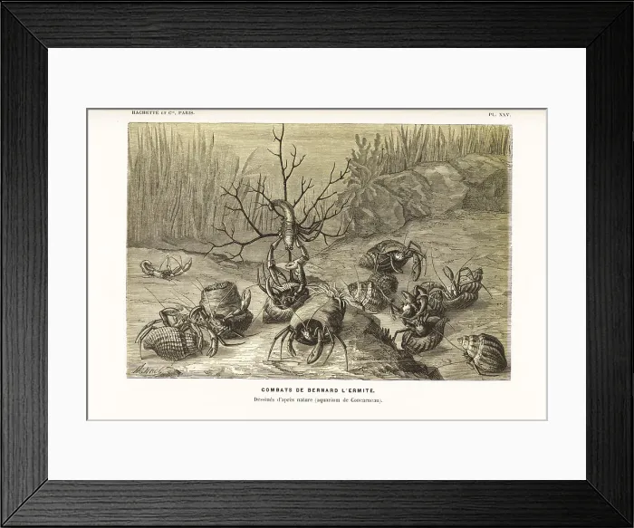 Framed Print : Hermit crabs, Pagurus bernhardus, fighting over shells Framed Print : Hermit crabs, Pagurus bernhardus, fighting over shells
