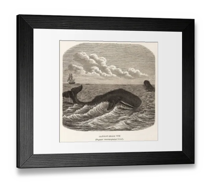 Framed Print : Sperm whale or cachalot, Physeter macrocephalus Framed Print : Sperm whale or cachalot, Physeter macrocephalus