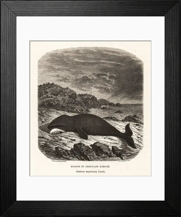 Framed Print : Bowhead whale beached on a rocky shore Framed Print : Bowhead whale beached on a rocky shore