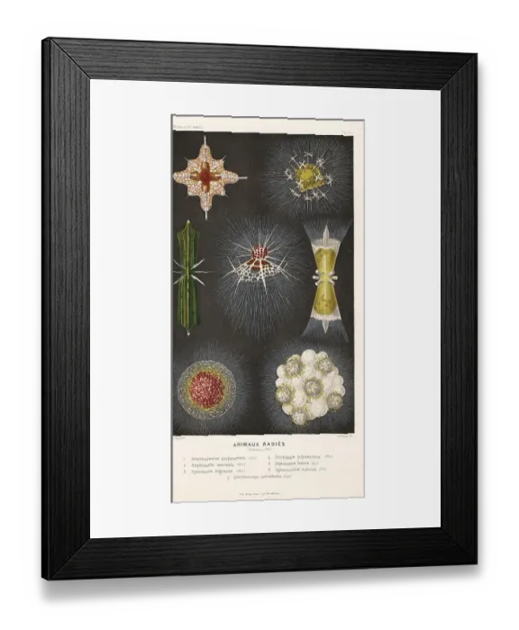 Framed Print : Radiolarians, types of marine protozoa or zooplankton Framed Print : Radiolarians, types of marine protozoa or zooplankton