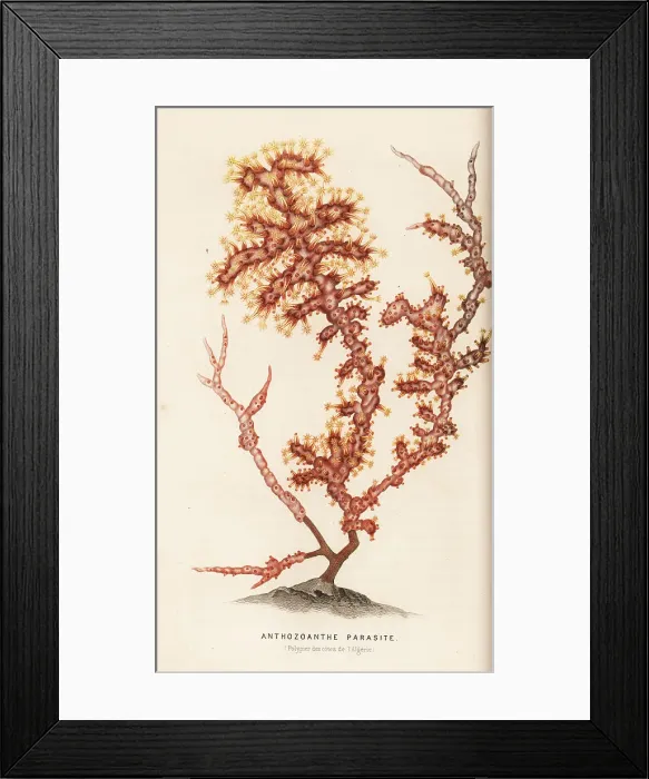 Framed Print : False coral, Alcyonium coralloides Framed Print : False coral, Alcyonium coralloides