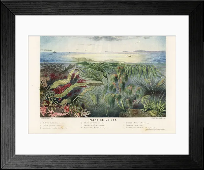 Framed Print : Types of seaweed, kelp and algae in the ocean Framed Print : Types of seaweed, kelp and algae in the ocean