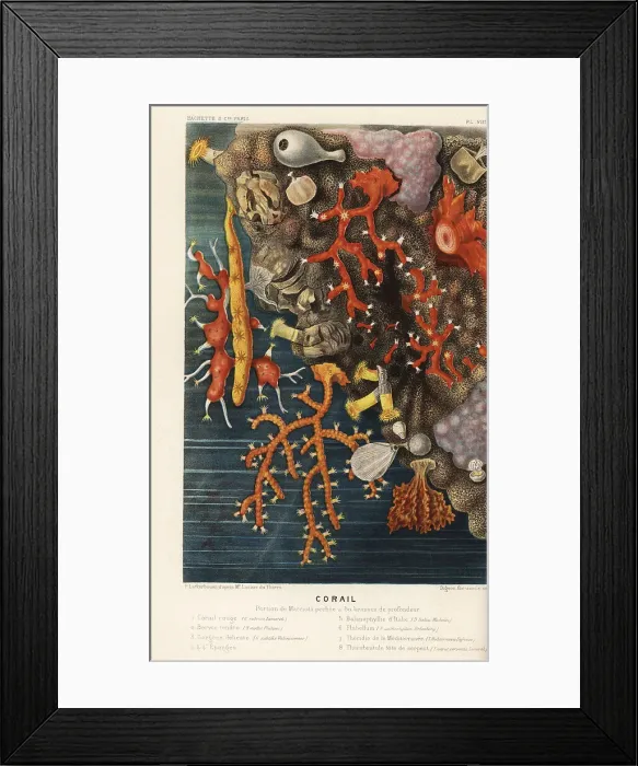 Framed Print : Various types of coral Framed Print : Various types of coral