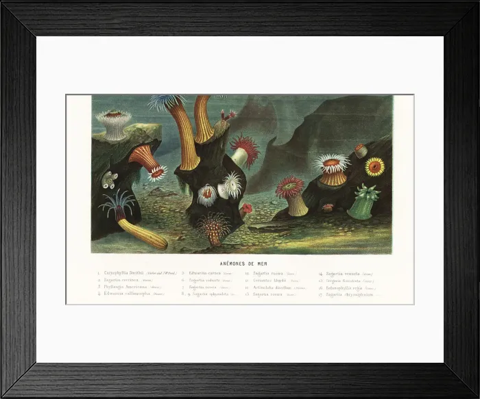 Framed Print : Varieties of sea anemones and corals Framed Print : Varieties of sea anemones and corals