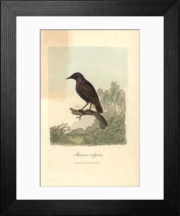 Framed Print : Common starling, Sturnus vulgaris Framed Print : Common starling, Sturnus vulgaris