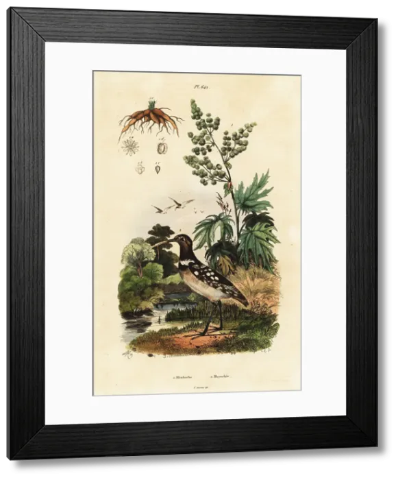 Framed Print : South American painted-snipe and Chinese rhubarb Framed Print : South American painted-snipe and Chinese rhubarb