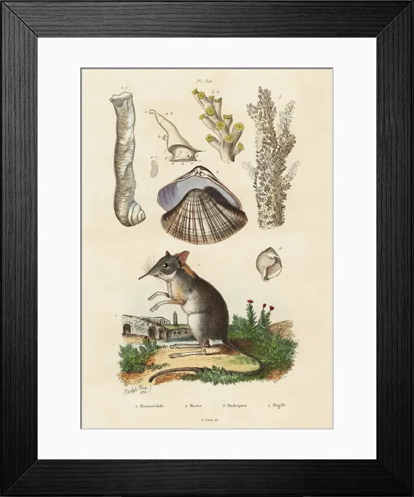 Framed Print : Elephant shrew, clam and corals