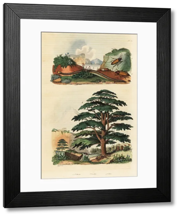Framed Print : Cedar of Lebanon, two-lined caecilian and click beetles Framed Print : Cedar of Lebanon, two-lined caecilian and click beetles