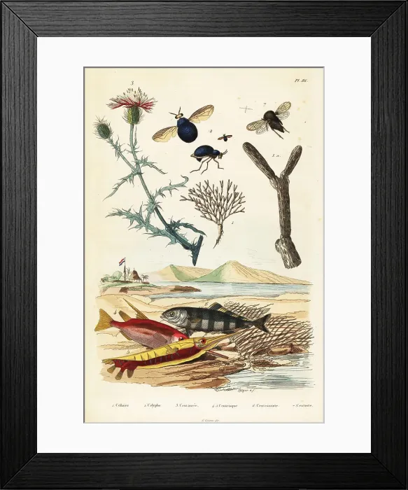 Framed Print : Knapweed, fish and beetle flies Framed Print : Knapweed, fish and beetle flies