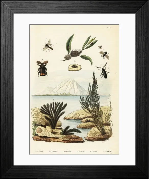 Framed Print : Algae, bee, wasp and froghopper Framed Print : Algae, bee, wasp and froghopper