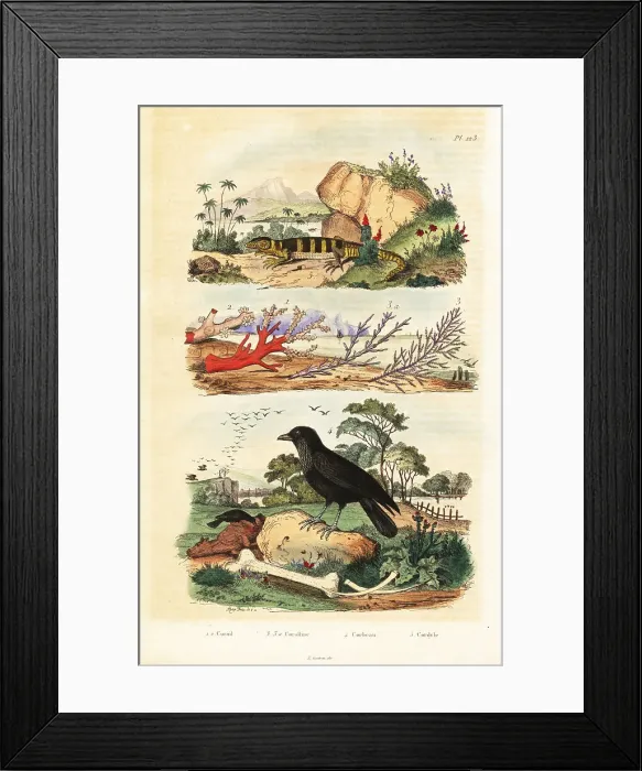 Framed Print : Red coral, coralline, raven and lizard Framed Print : Red coral, coralline, raven and lizard