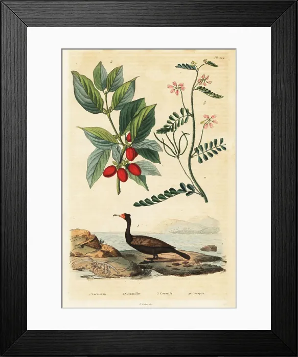 Framed Print : Cormorant, Cornelian cherry and scorpion vetch Framed Print : Cormorant, Cornelian cherry and scorpion vetch