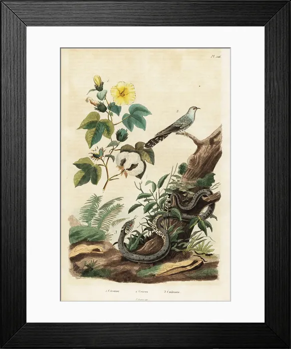Framed Print : Cotton, cuckoo and grass snake Framed Print : Cotton, cuckoo and grass snake