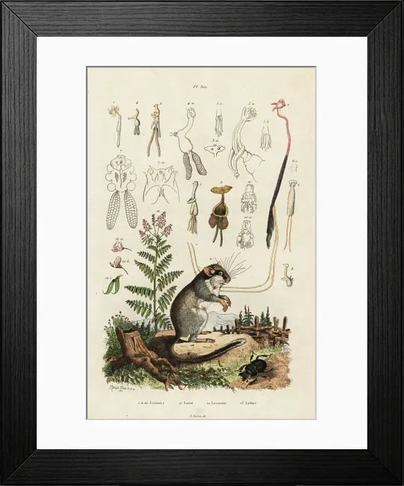 Framed Print : Dormouse, copepods and beetle Framed Print : Dormouse, copepods and beetle