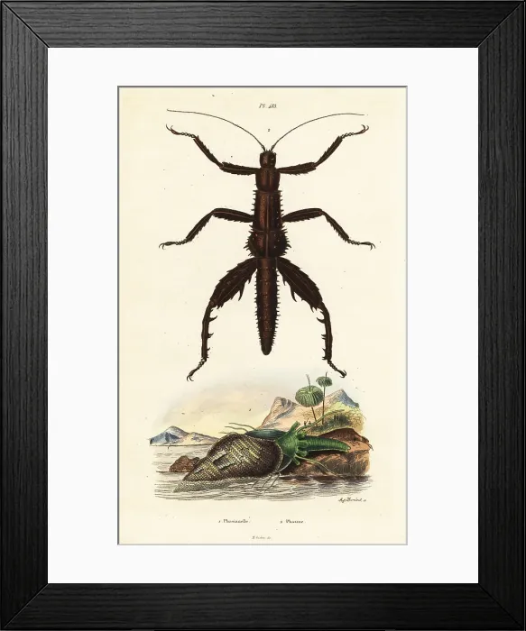 Framed Print : Thorny devil walking stick and Australian pheasant shell Framed Print : Thorny devil walking stick and Australian pheasant shell