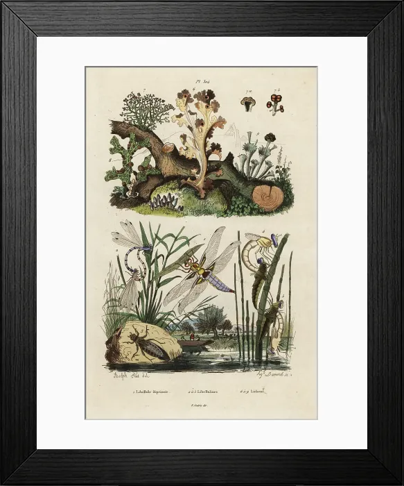 Framed Print : Chaser, skimmer and lichens Framed Print : Chaser, skimmer and lichens