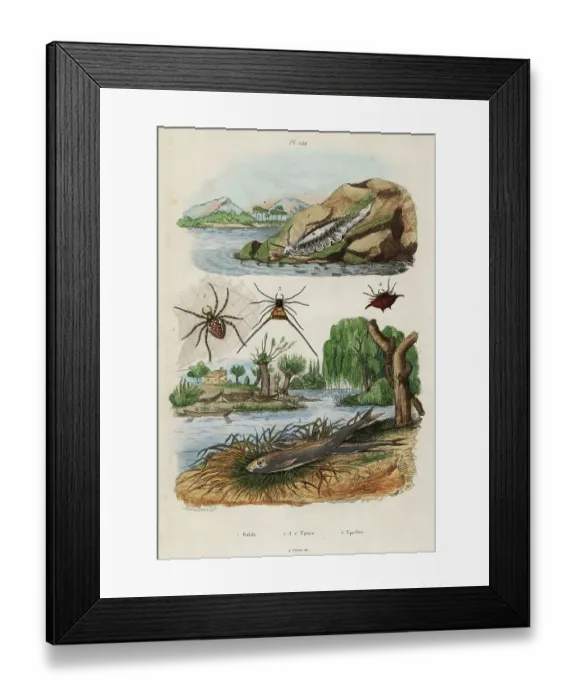 Framed Print : Sea slug, garden spider and European smelt Framed Print : Sea slug, garden spider and European smelt