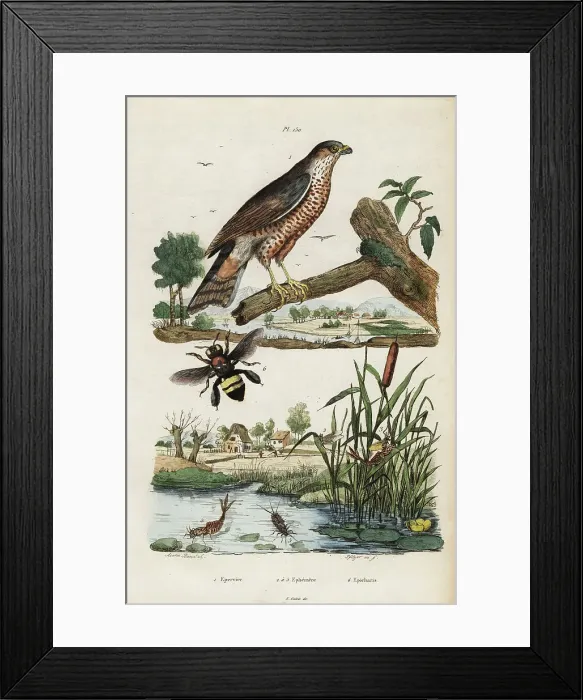 Framed Print : Sparrowhawk, mayfly and bee Framed Print : Sparrowhawk, mayfly and bee