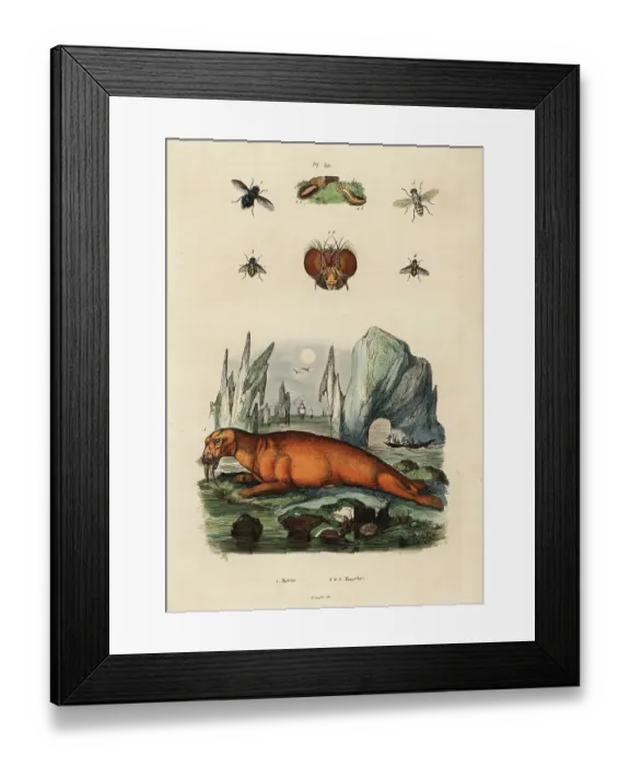 Framed Print : Walrus and flies Framed Print : Walrus and flies