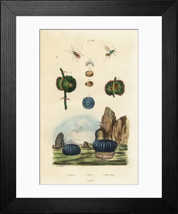 Framed Print : Sea anemone and insects Framed Print : Sea anemone and insects