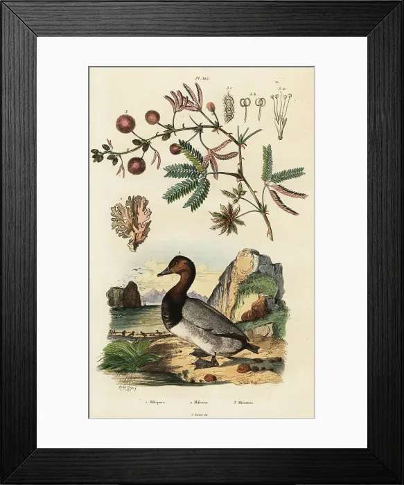Framed Print : Sea ginger, pochard and sensitive plant Framed Print : Sea ginger, pochard and sensitive plant