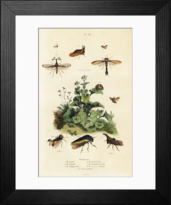 Framed Print : Treehoppers Framed Print : Treehoppers