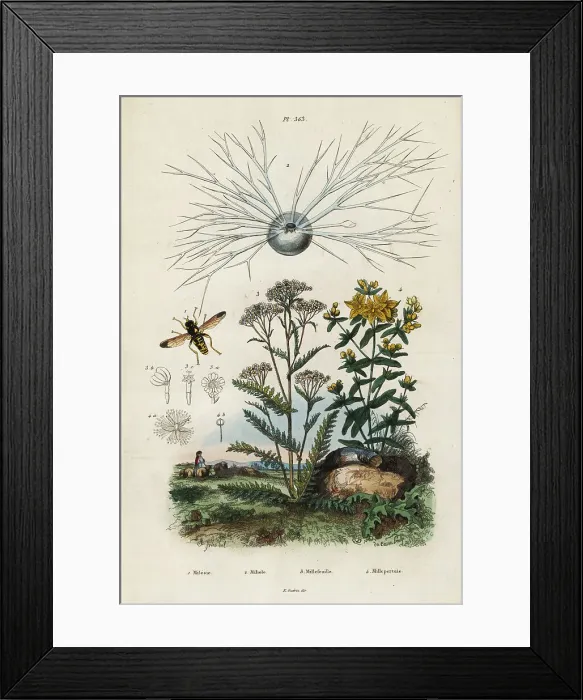 Framed Print : Yarrow, St Johns-wort, foraminifera and hoverfly Framed Print : Yarrow, St Johns-wort, foraminifera and hoverfly