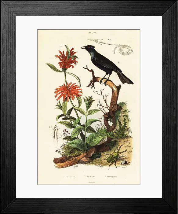 Framed Print : Trumpet manucode, beetle and wild dagga Framed Print : Trumpet manucode, beetle and wild dagga
