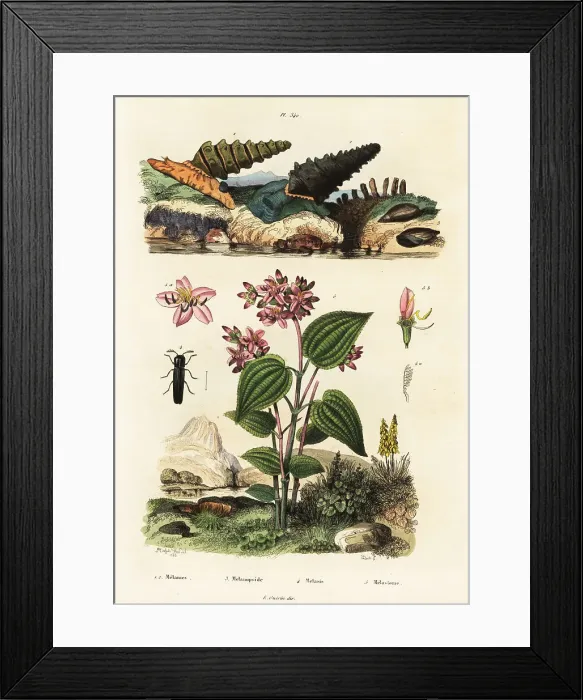 Framed Print : Trumpet snails, soldier beetles and Clidemia Framed Print : Trumpet snails, soldier beetles and Clidemia