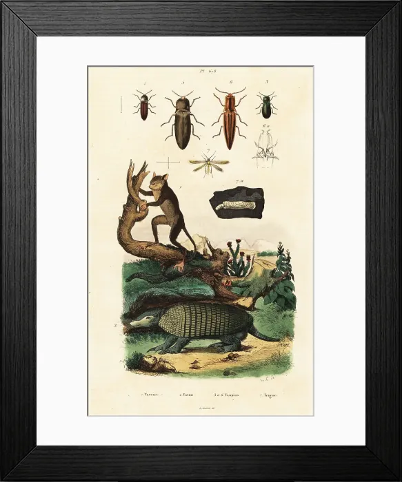 Framed Print : Tarsier, armadillo and beetles Framed Print : Tarsier, armadillo and beetles