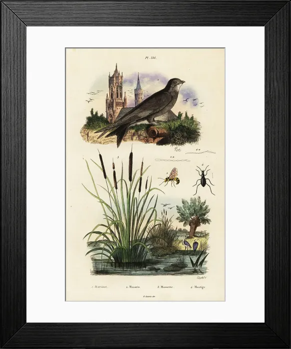 Framed Print : Alpine swift, bulrush, beetle and wasp Framed Print : Alpine swift, bulrush, beetle and wasp