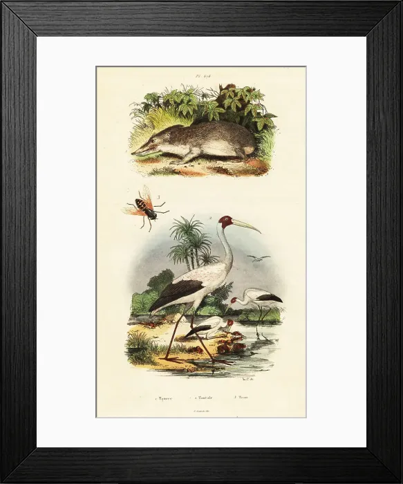 Framed Print : Tenrec, stork and horsefly Framed Print : Tenrec, stork and horsefly
