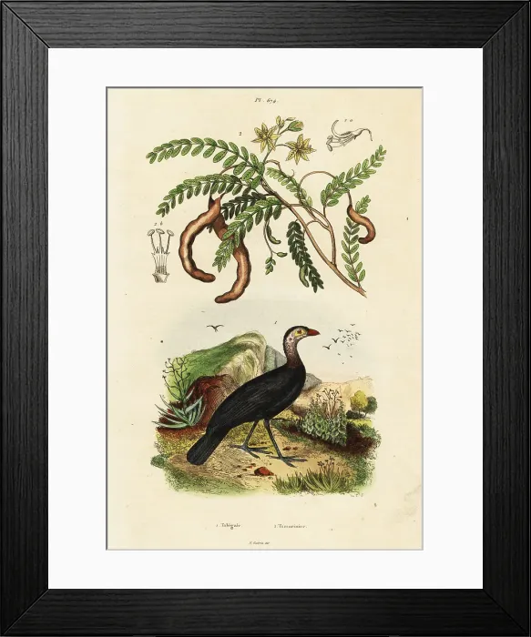 Framed Print : Brushturkey and tamarind Framed Print : Brushturkey and tamarind