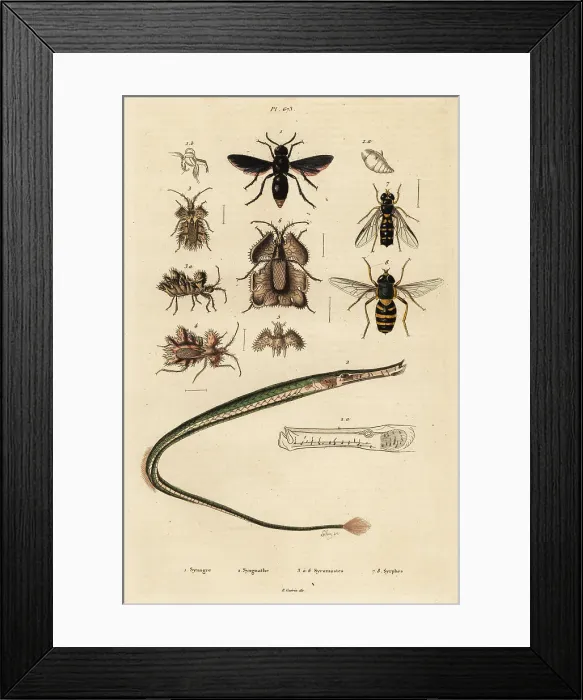 Framed Print : Potter wasp, pipefish, golden egg bug and hoverfly Framed Print : Potter wasp, pipefish, golden egg bug and hoverfly
