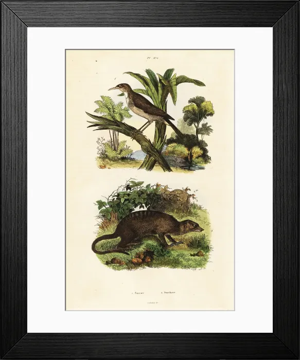 Framed Print : Sunbird and meerkat Framed Print : Sunbird and meerkat