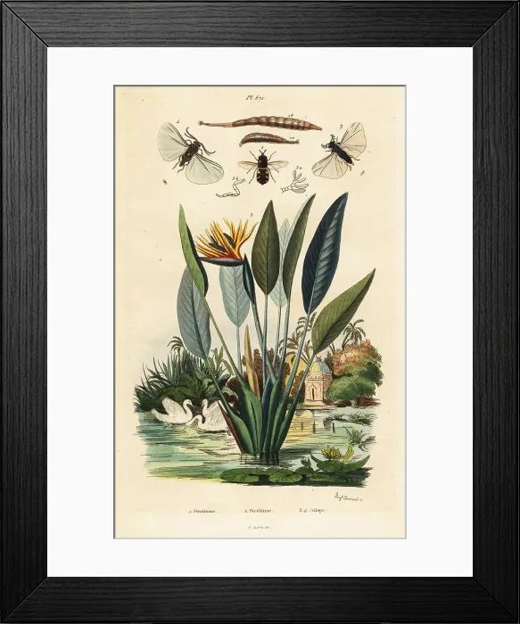 Framed Print : Soldierfly, crane flower Framed Print : Soldierfly, crane flower