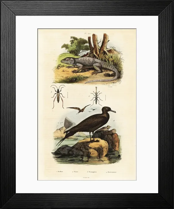 Framed Print : Rock agama and parastic jaeger Framed Print : Rock agama and parastic jaeger