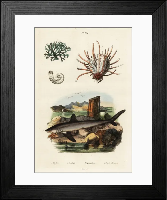 Framed Print : Oyster, seaweed and great white shark Framed Print : Oyster, seaweed and great white shark