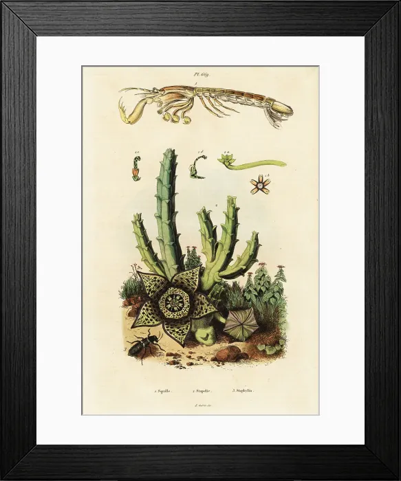 Framed Print : Mantis shrimp, star flower and beetle Framed Print : Mantis shrimp, star flower and beetle